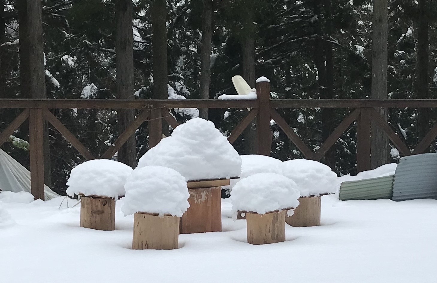 都心5cm、こちら30cm、少なめ（2月5日）