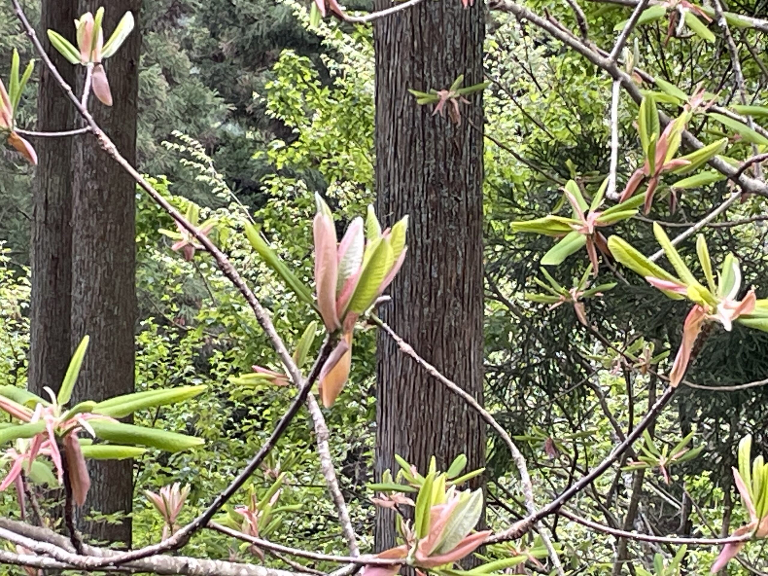 朴花の新芽が育つ